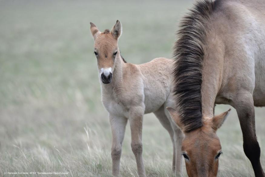 Спасаем тех, кто едва не исчез навсегда!