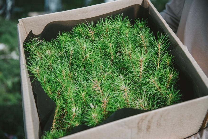 Фонд «Экология» РСХБ готовит весеннюю посадку 80 тысяч деревьев в пяти регионах России