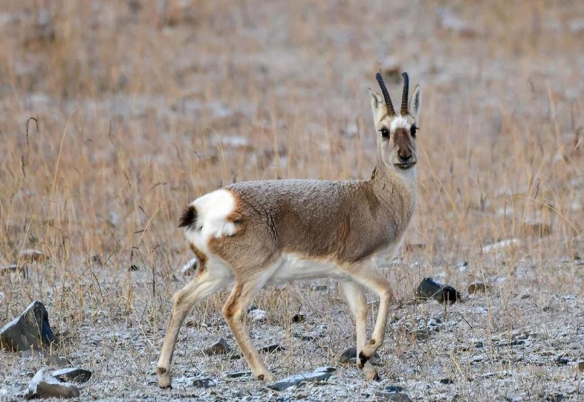 Фонд «Экология» РСХБ предупредит 3 млн водителей в Забайкалье о краснокнижных дзеренах на дороге