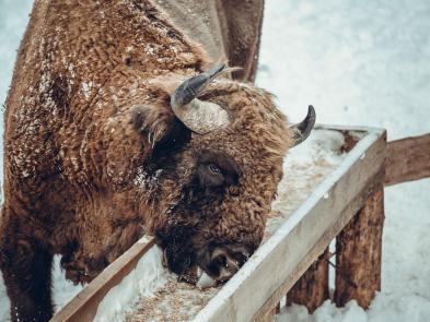 Продолжаем подкормку зубров