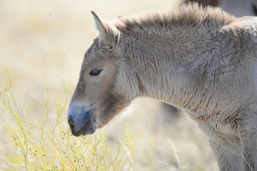 Им нужна наша забота: последние дикие лошади