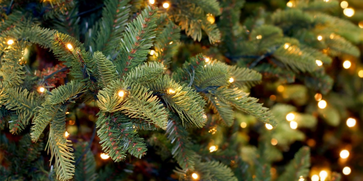 РСХБ рассказал о вариантах правильной утилизации елей