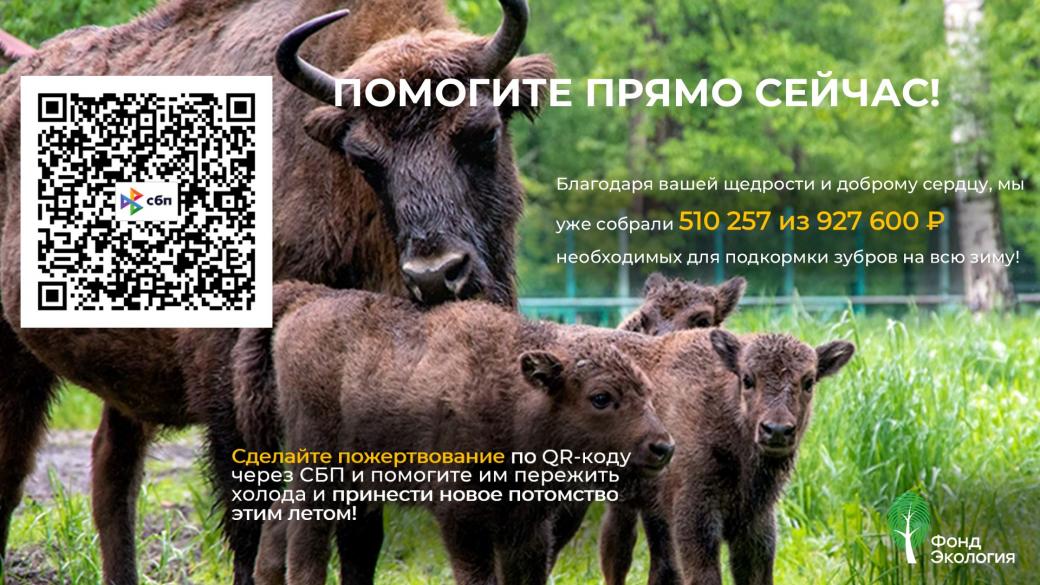 Они выходят к кормушкам каждый день и ждут нашей помощи.