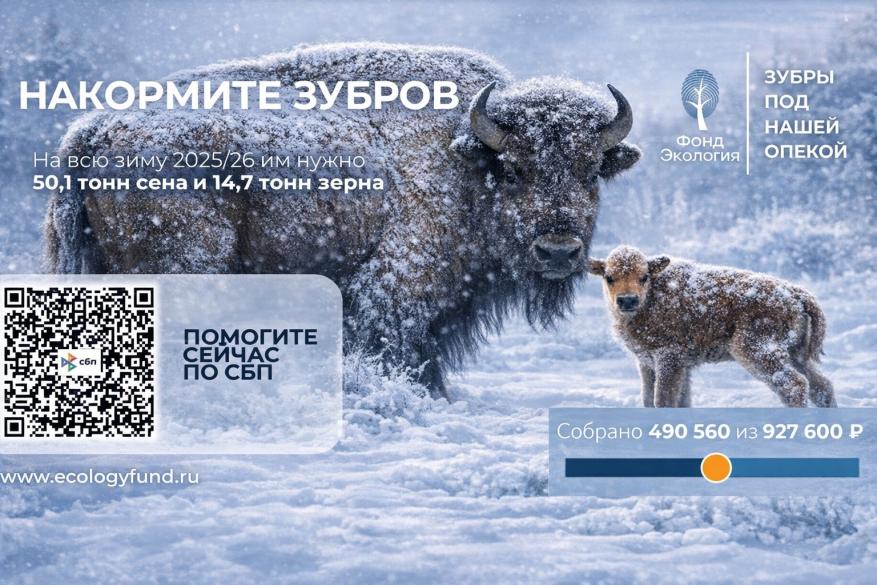 Продолжаем подкормку зубров