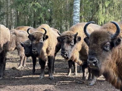 Вместе мы сильнее морозов: итоги нашей общей заботы о зубрах