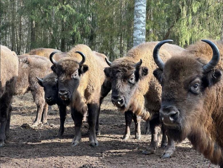 Вместе мы сильнее морозов: итоги нашей общей заботы о зубрах