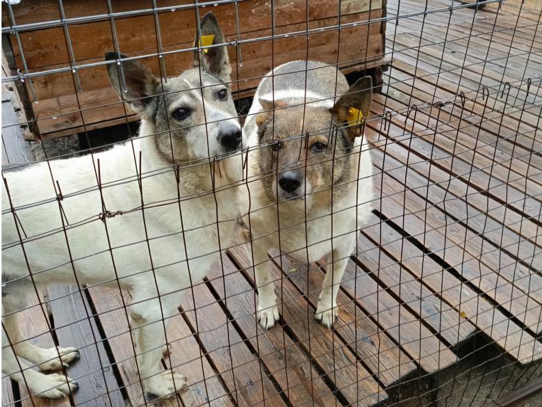 Сотрудники Пермского филиала РСХБ организовали волонтерскую акцию