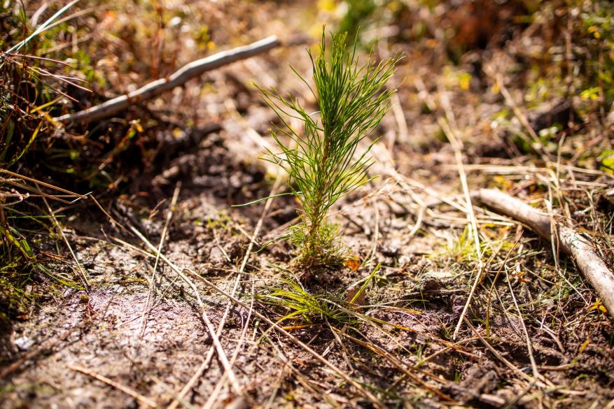 Фонд «Экология» РСХБ высадил 12,5 тысяч саженцев сосны в Свердловской области 