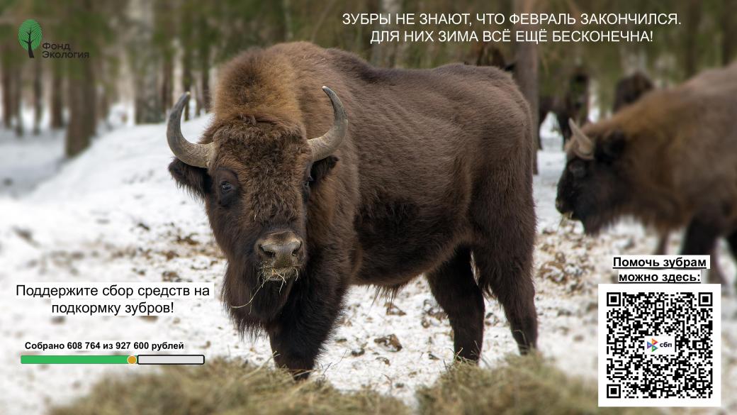 Для зубров зима всё ещё продолжается!