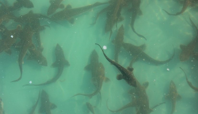 Фонд «Экология» РСХБ выпустит 75 тысяч мальков краснокнижного осетра в озеро Байкал