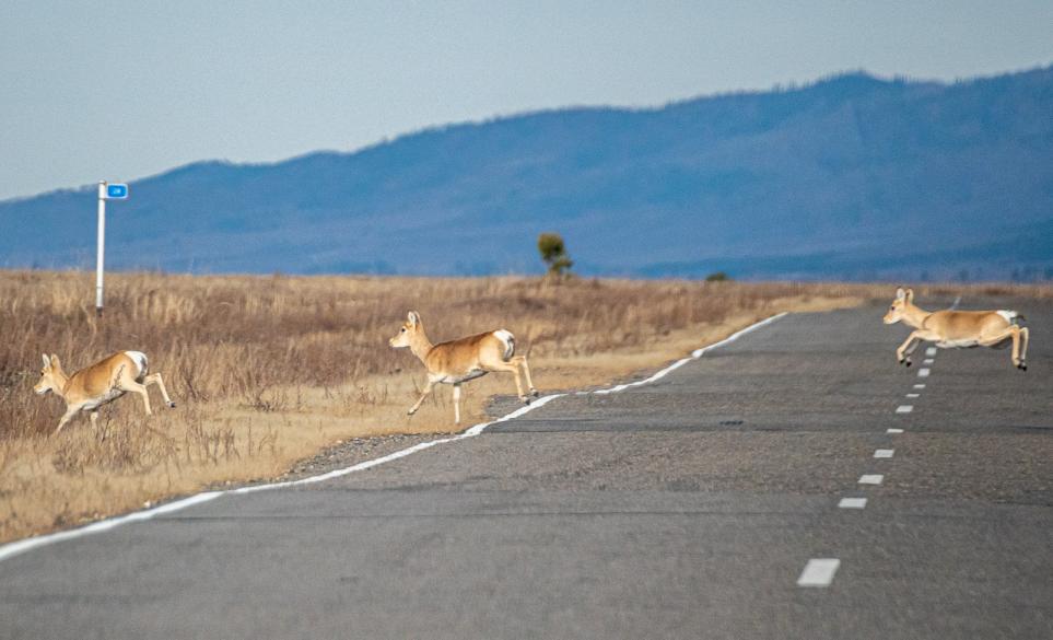 Ваша помощь спасёт дзеренов!