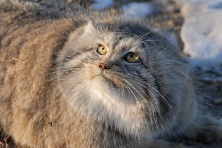 "Кошкин дом" для манула!
