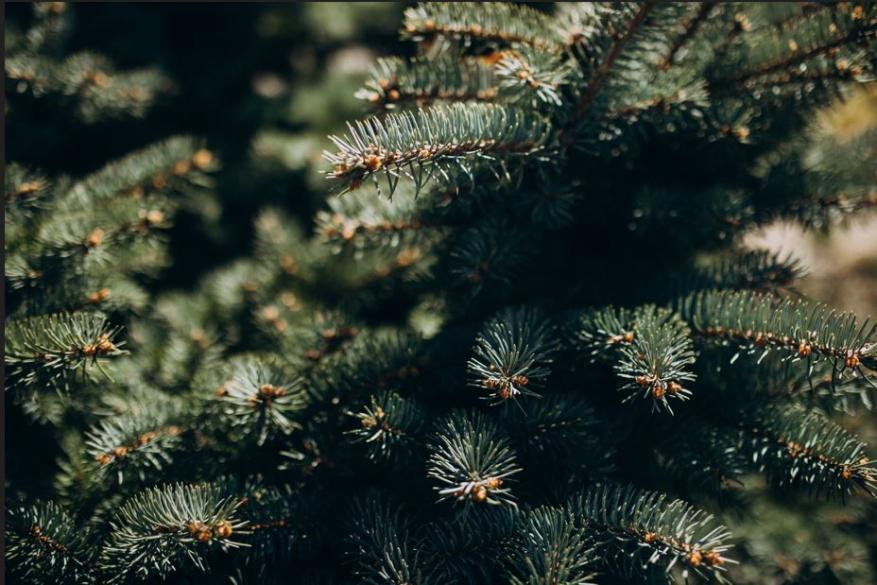 Полмиллиона хвойных: РСХБ оценил рынок живых новогодних деревьев